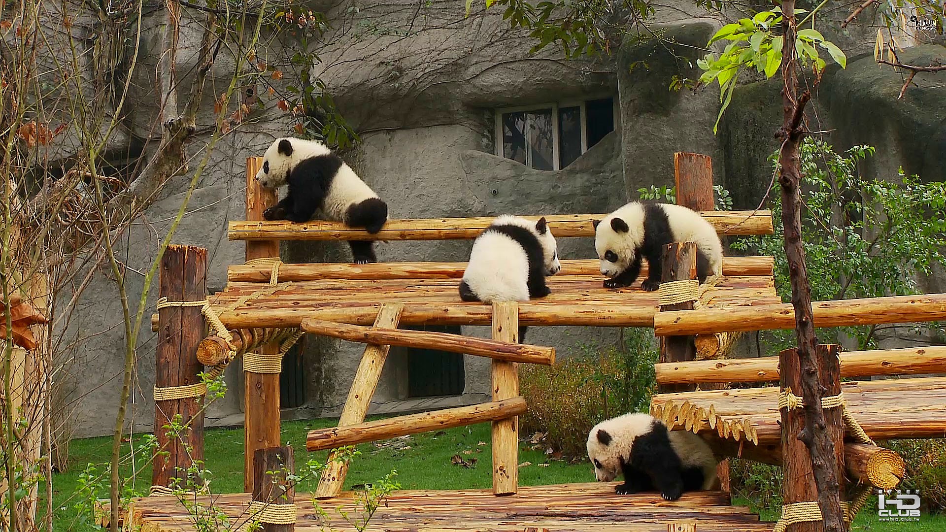 Panda熊貓1.jpg