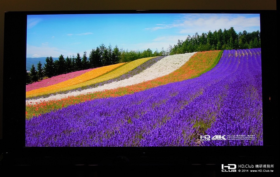 北海道的帶狀花海，鮮活無比，色澤迷人，在4K電視上令人賞心悅目。