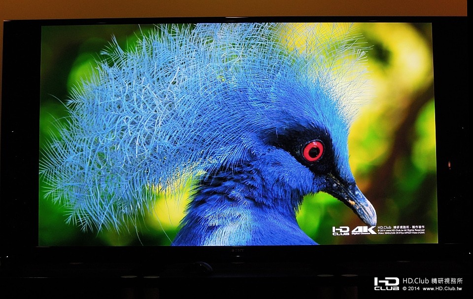 【藍冠鴿】有著紅色的大眼睛，緩慢轉動頭部，在陽光照射下，顯得楚楚動人。 ... ...
