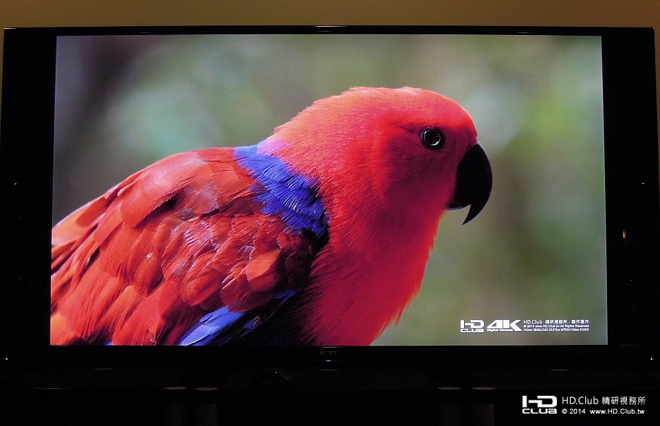 紅中帶藍的鸚鵡，色彩頗為鮮艷。在拍攝的過程中，一直有迷人的動作。