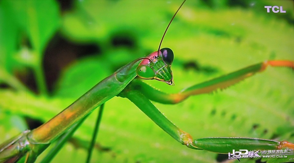 雙眼有著不同顏色的螳螂，4K大畫面清楚呈現出複眼的細節。
