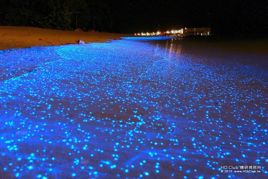 11. 馬爾地夫的螢光海灘 (Glowing Beach).jpg