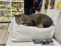 25年專業劇院路終遇驚喜美麗新天地 - 新店李師傅Storm Audio風暴Core16客廳5.4.6開箱！