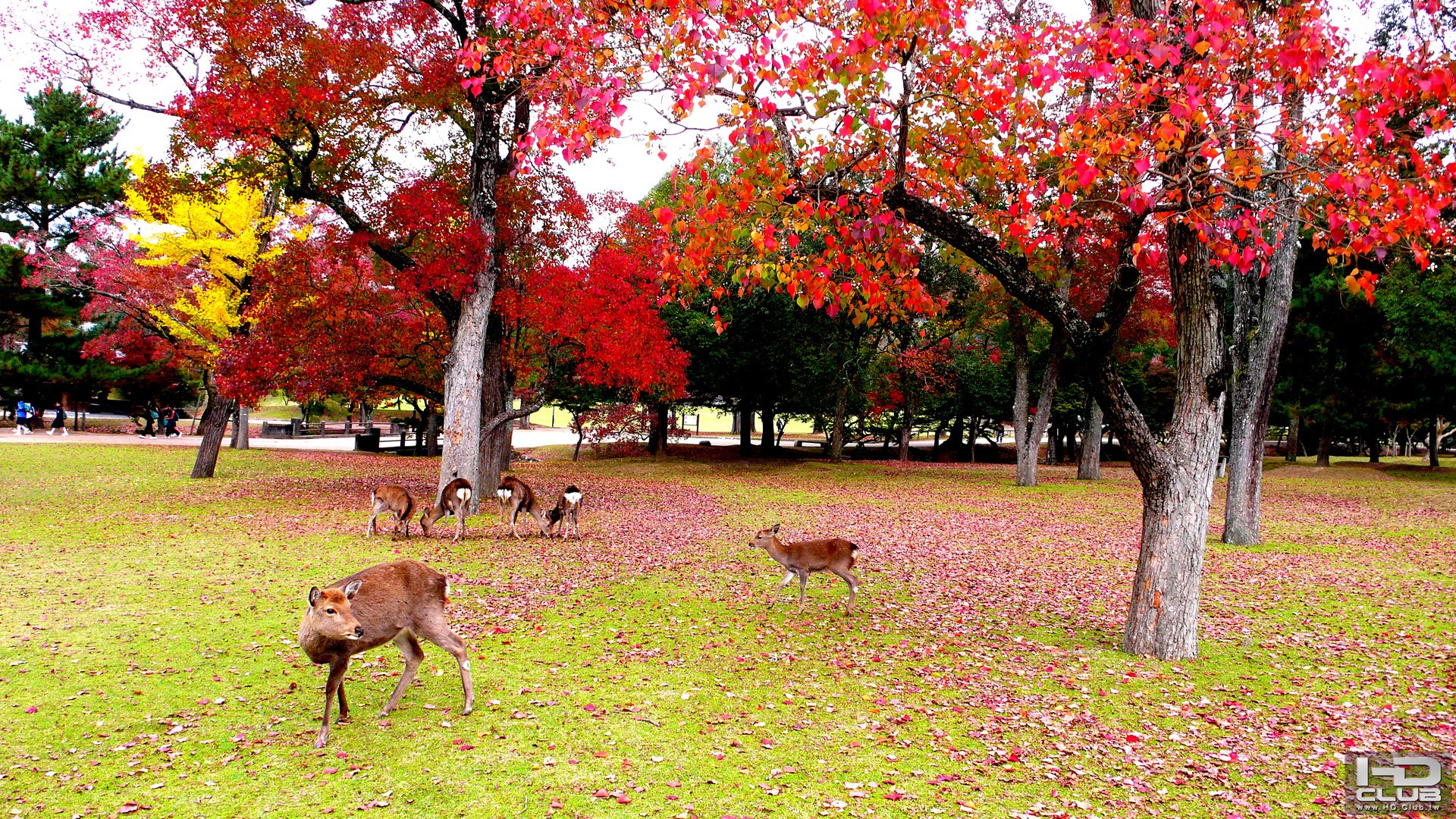 奈良公園