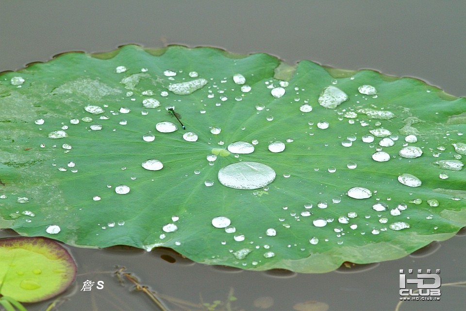 荷花004.jpg