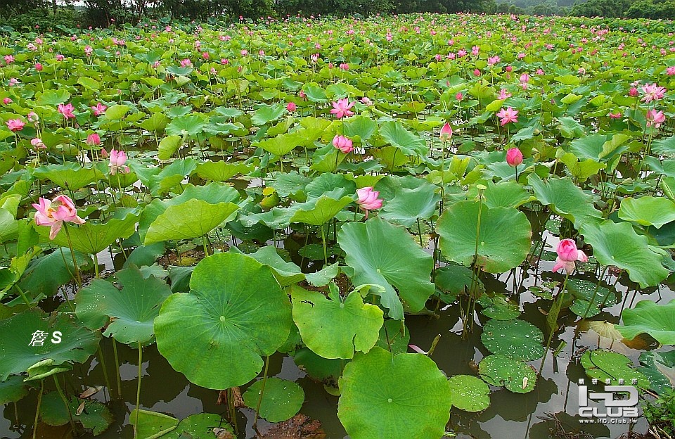 荷花景色002A.jpg