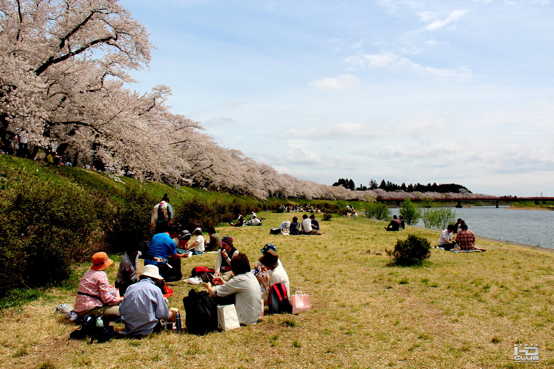 角館檜木內川堤櫻花(2)