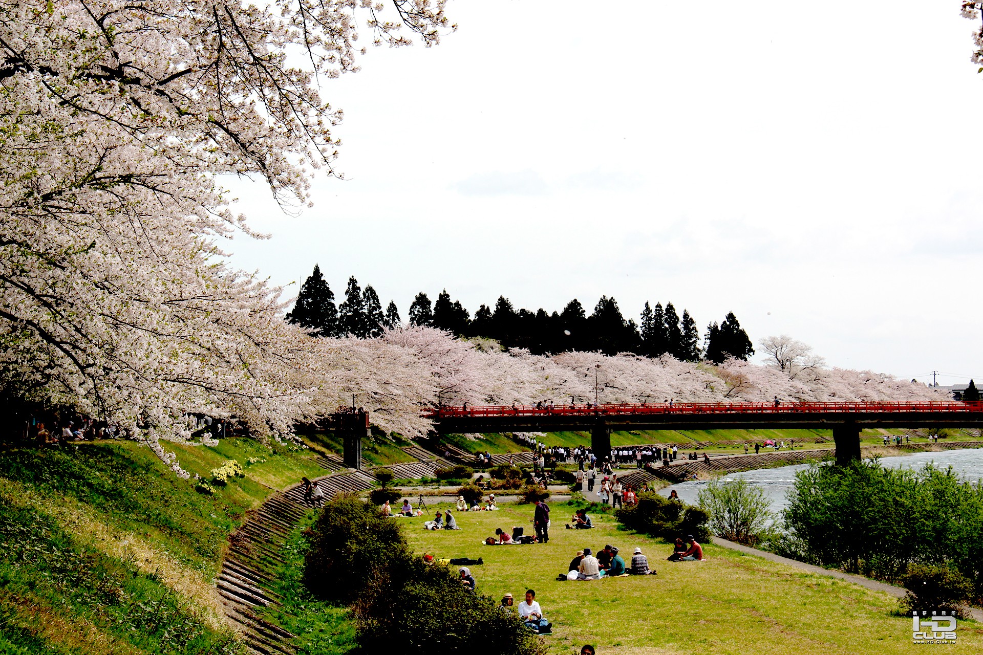 角館檜木內川堤櫻花(1)