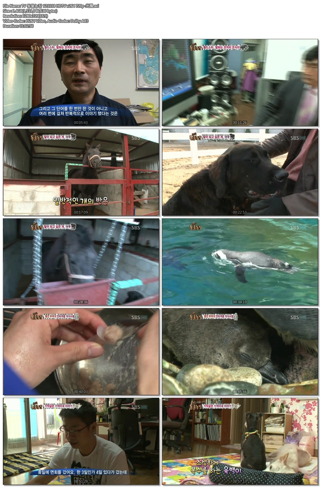 TV 동물농장 121118 HDTV x264 720p-光風.avi.jpg