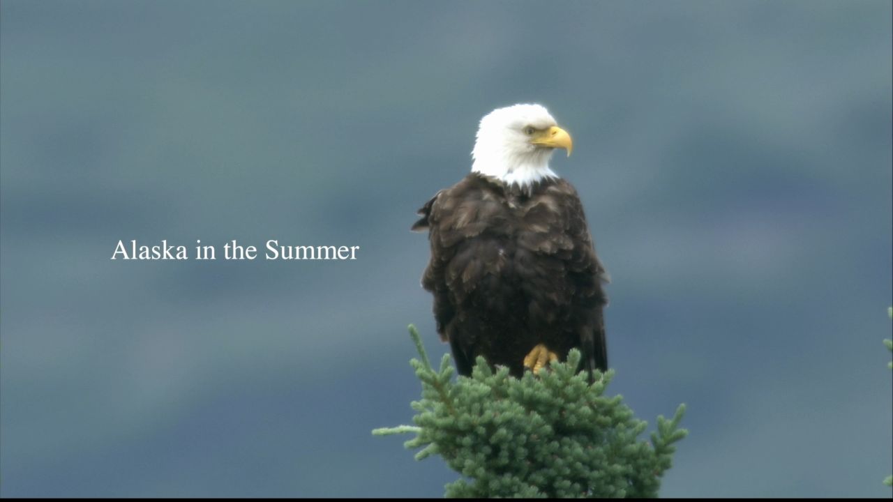 阿拉斯加的夏天-1.JPG