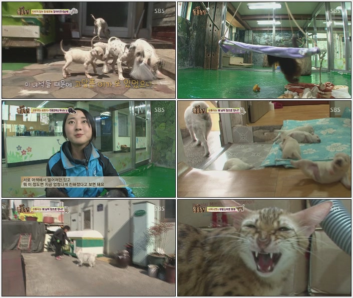 TV 동물농장.E663.140504.HDTV.H264.720p-LIMO.avi.jpg