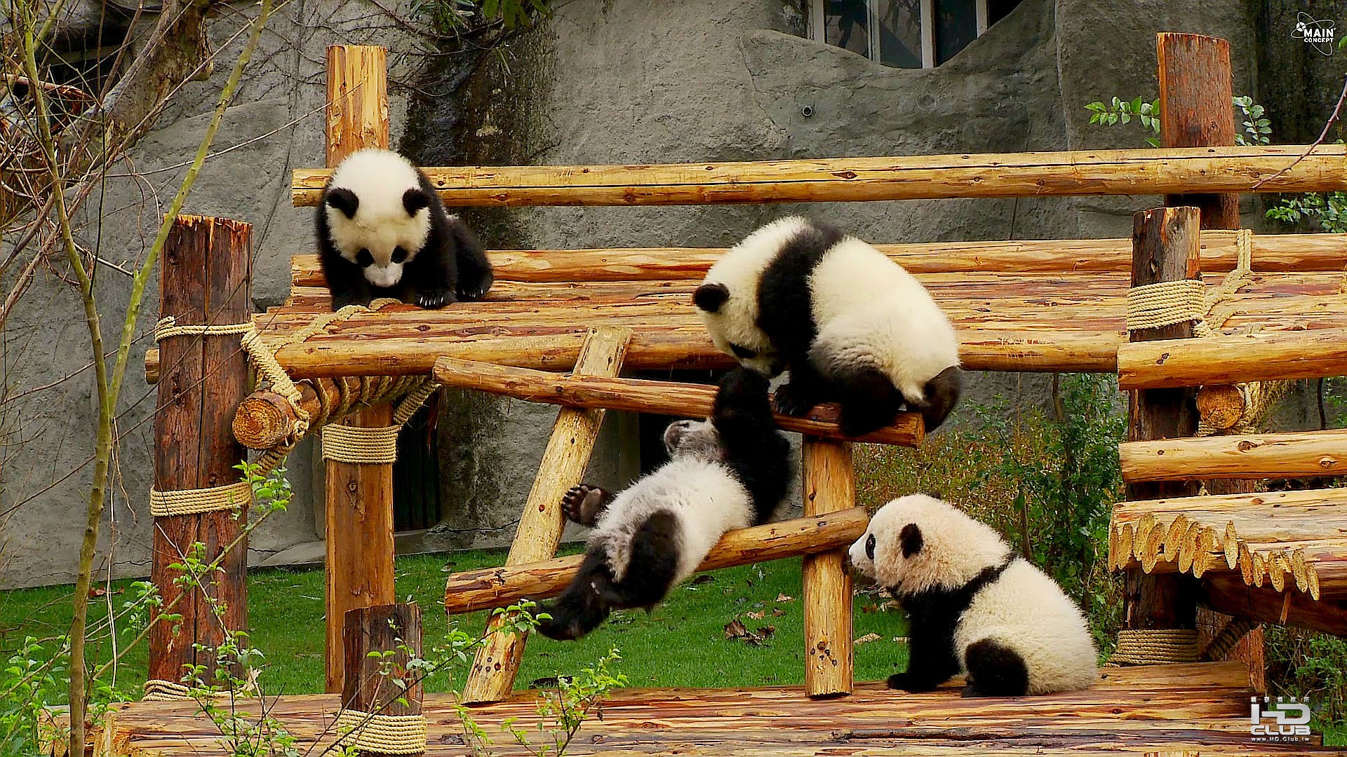 Panda熊貓.jpg