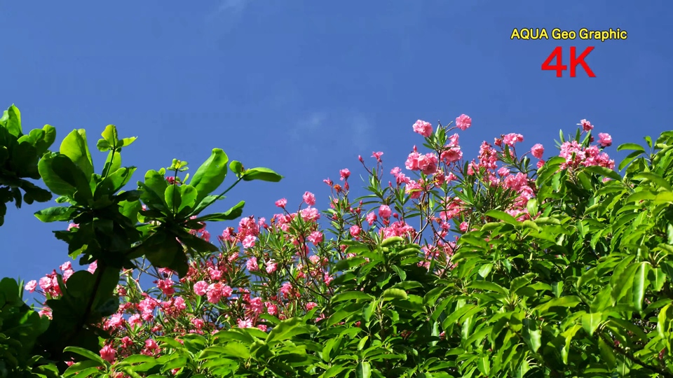 [4k高清演示片] 海与天BEACH FOOTAGE H.265 .mkv_000138.347.jpg