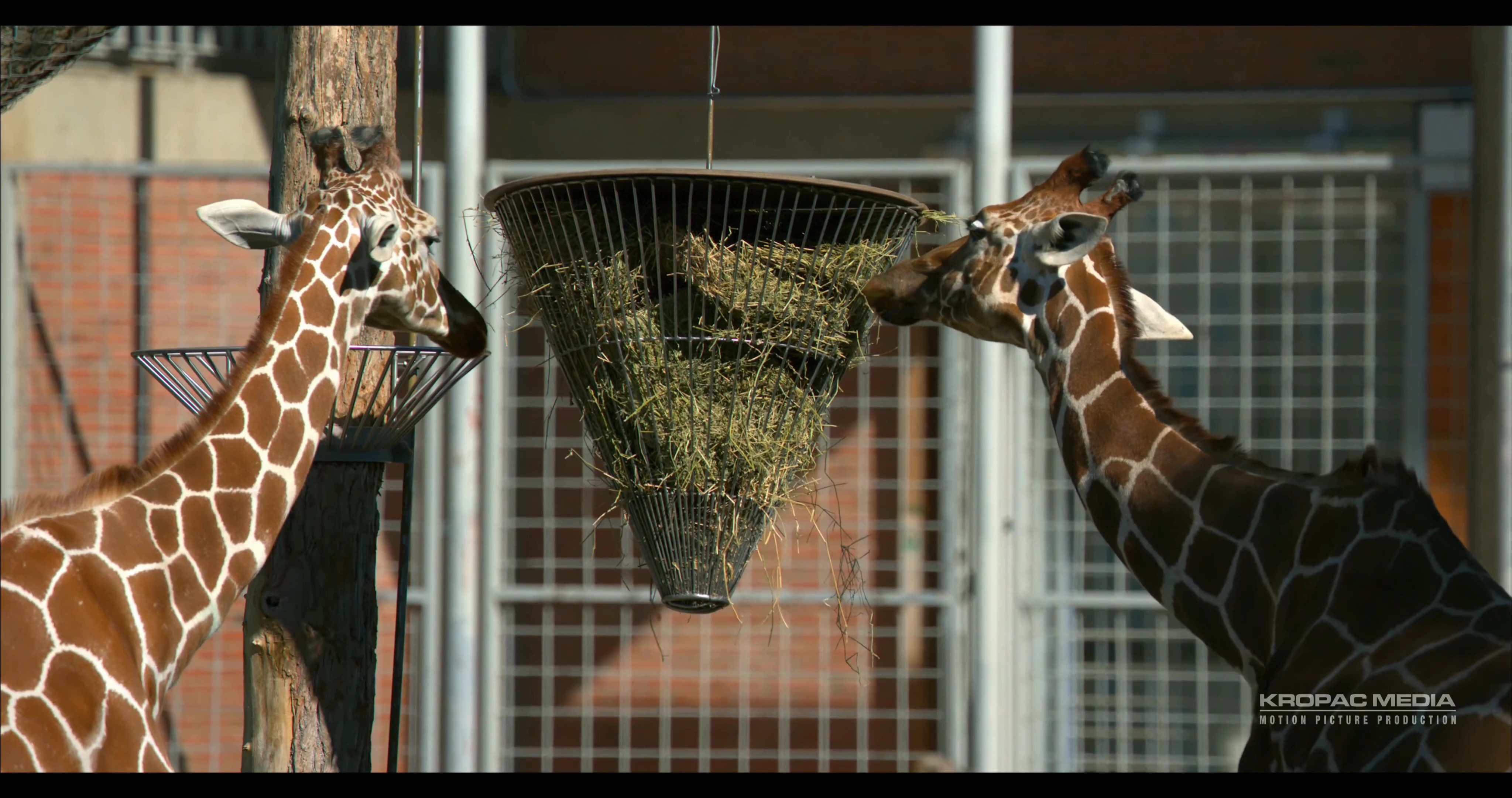 [4K超清演示片] Sony F65 拍摄的动物 .mp4_000112.540.jpg