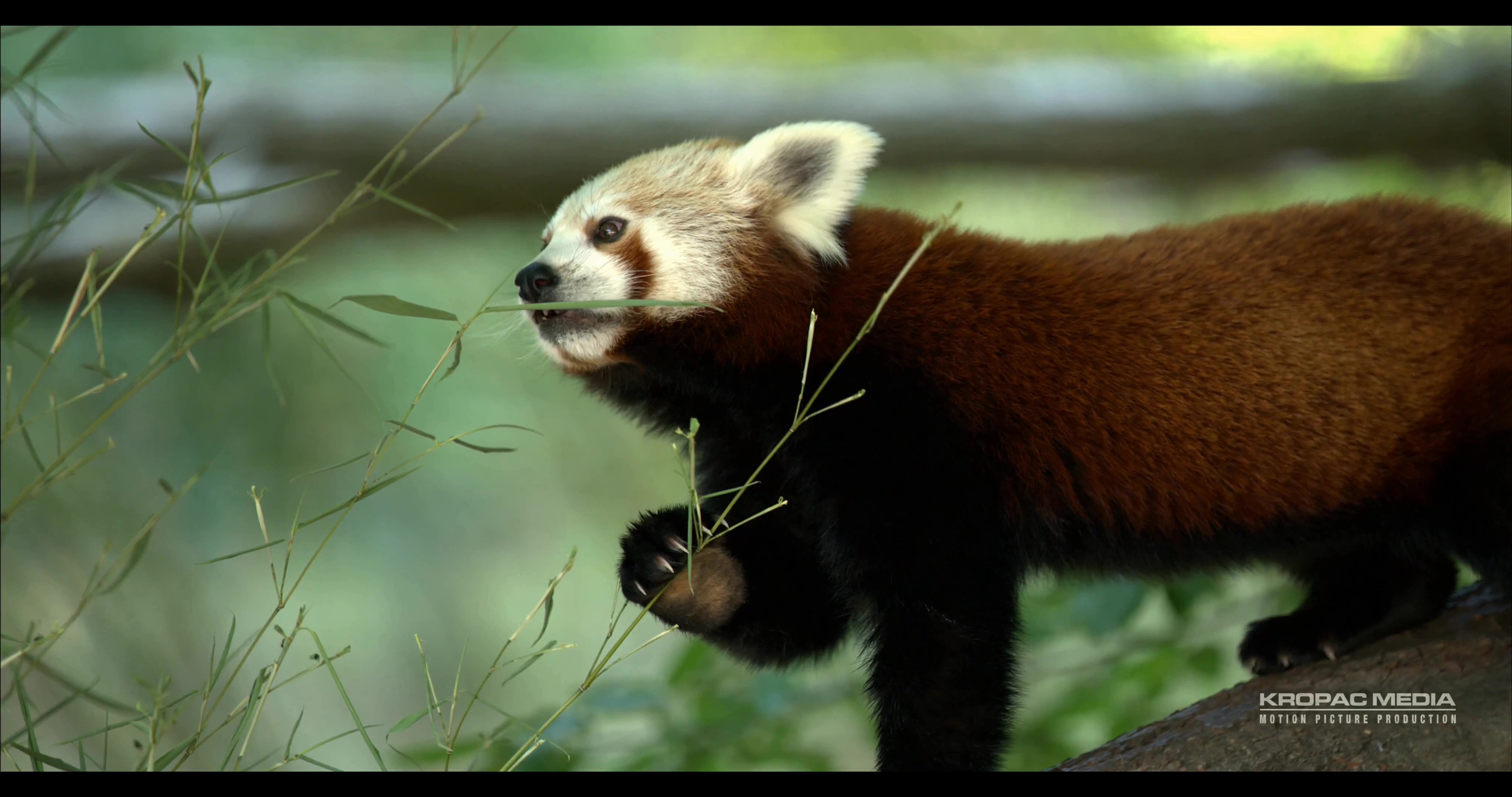 [4K超清演示片] Sony F65 拍摄的动物 .mp4_000206.797.jpg