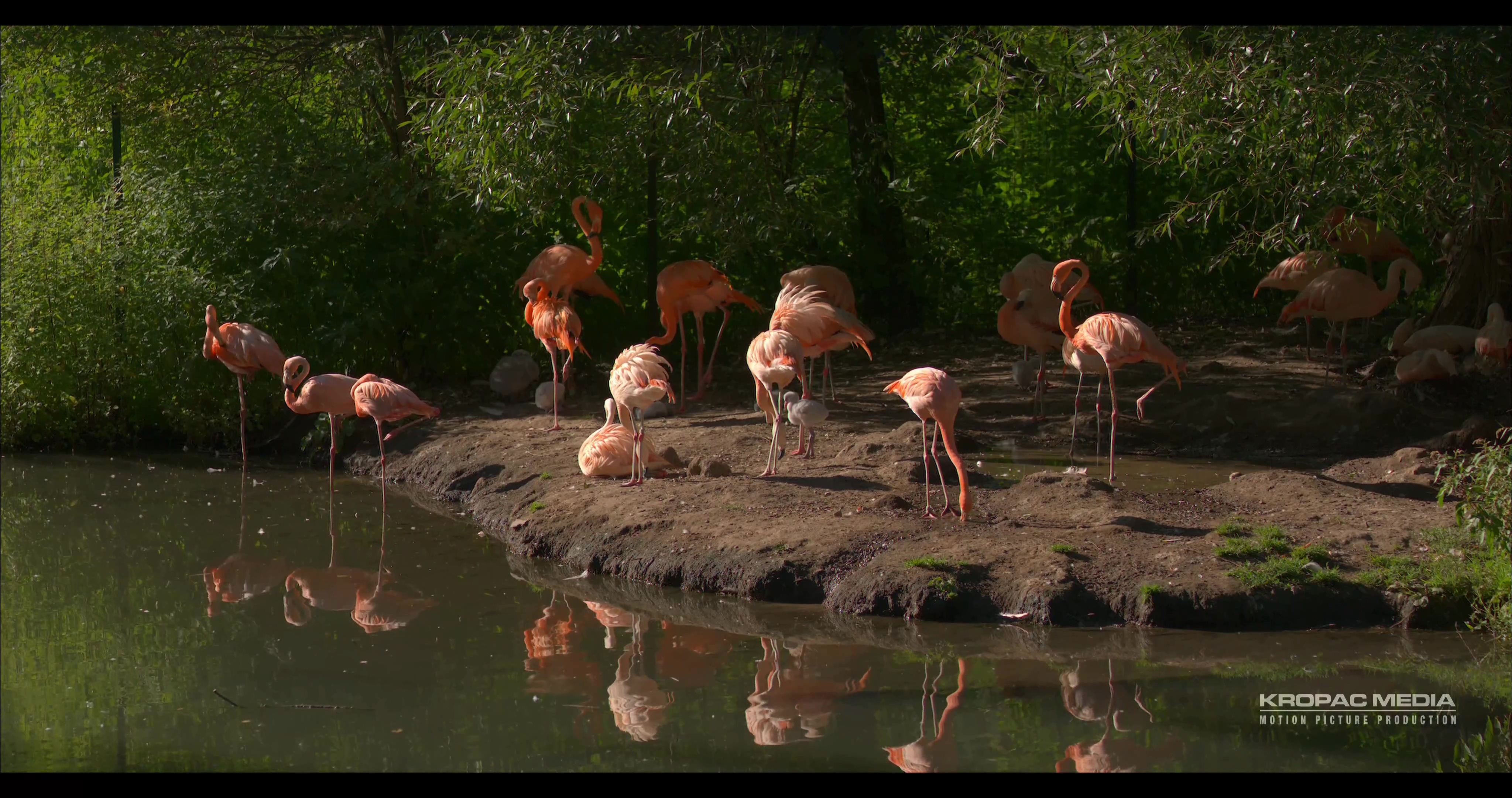 [4K超清演示片] Sony F65 拍摄的动物 .mp4_000225.279.jpg