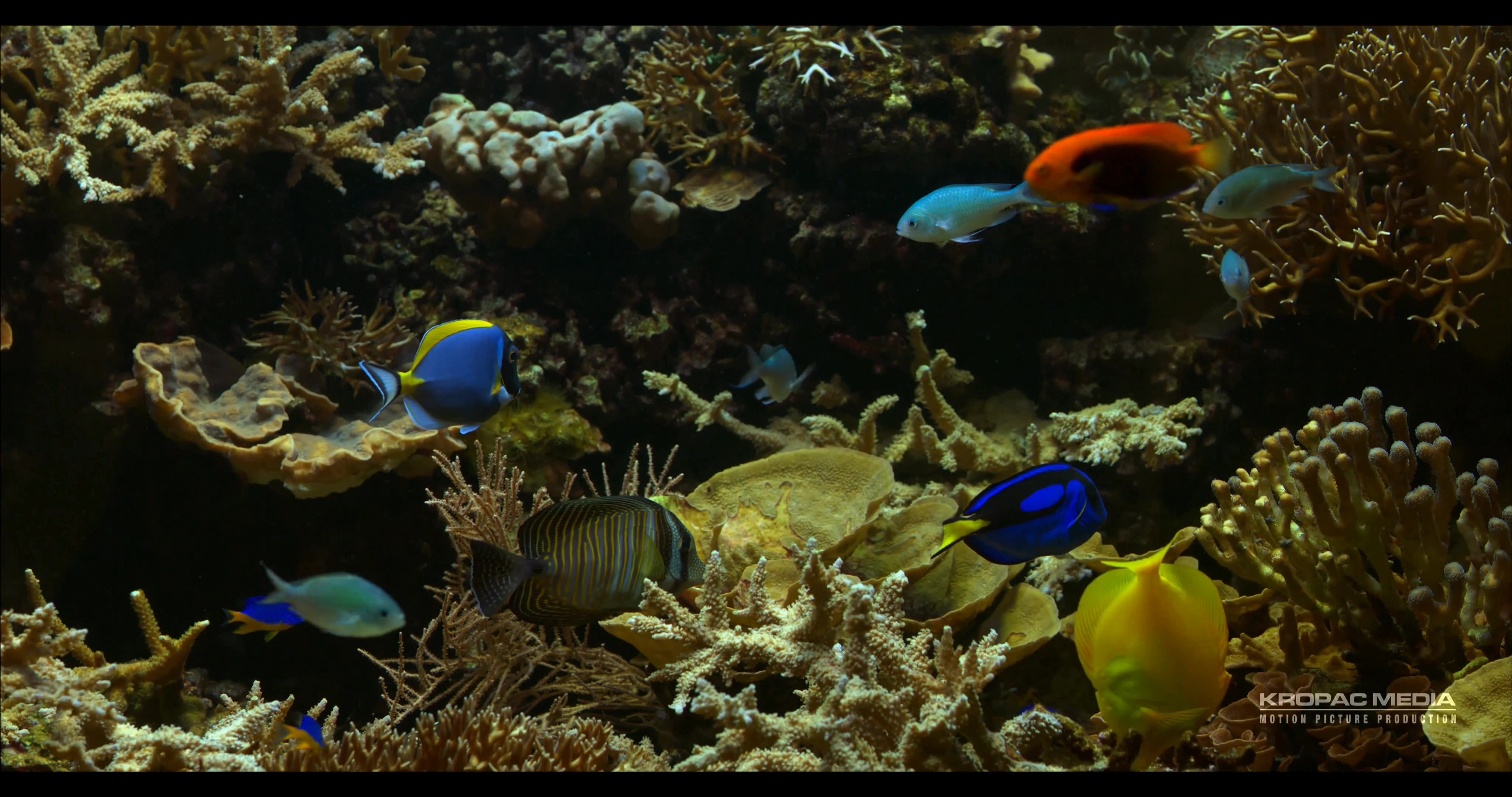 [4K超清演示片] Sony F65 拍摄的动物 .mp4_000300.418.jpg