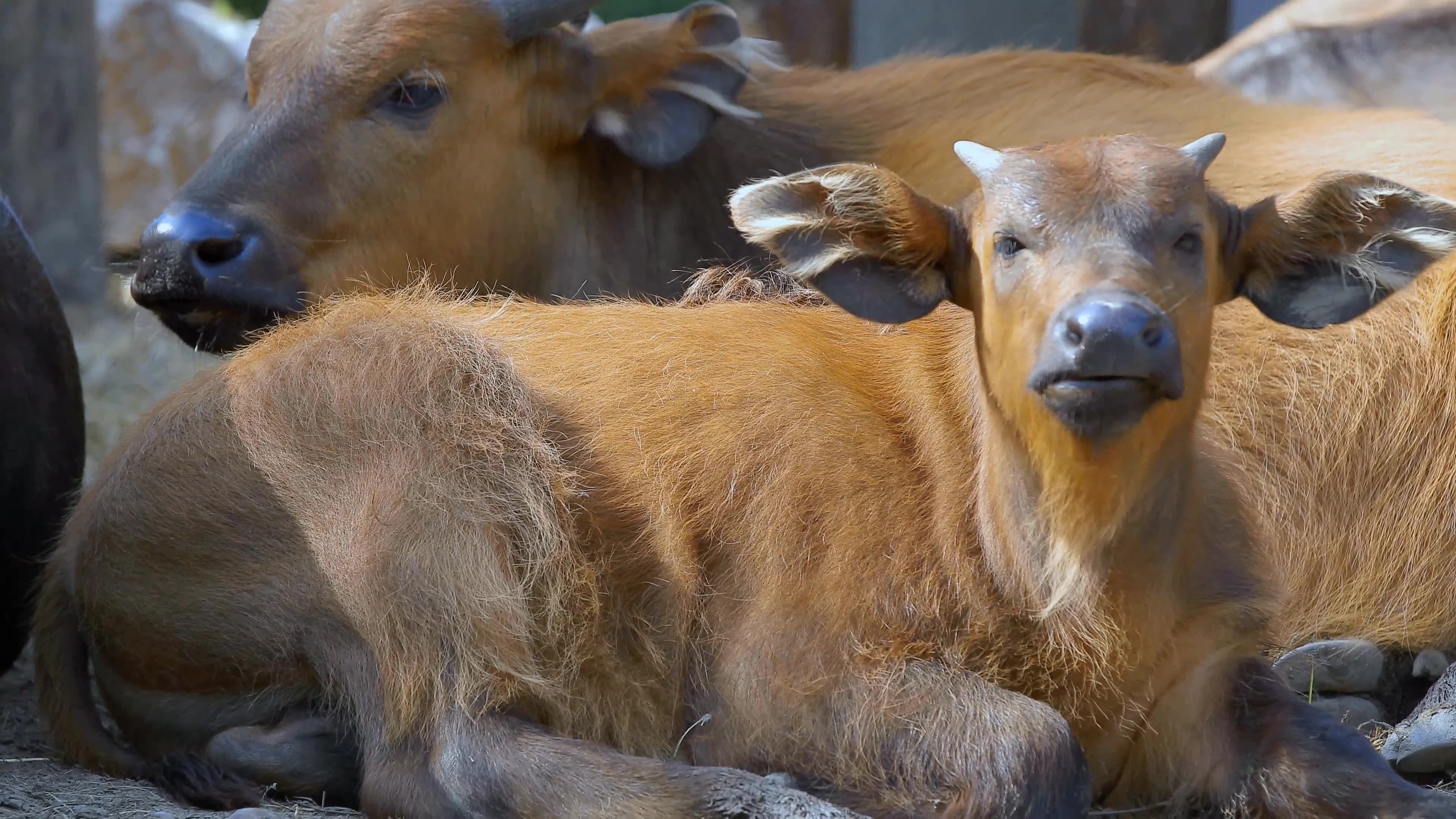 [4K超清演示片] 近拍各种动物CANON 1DC 4K Demo .mp4_000005.416.jpg