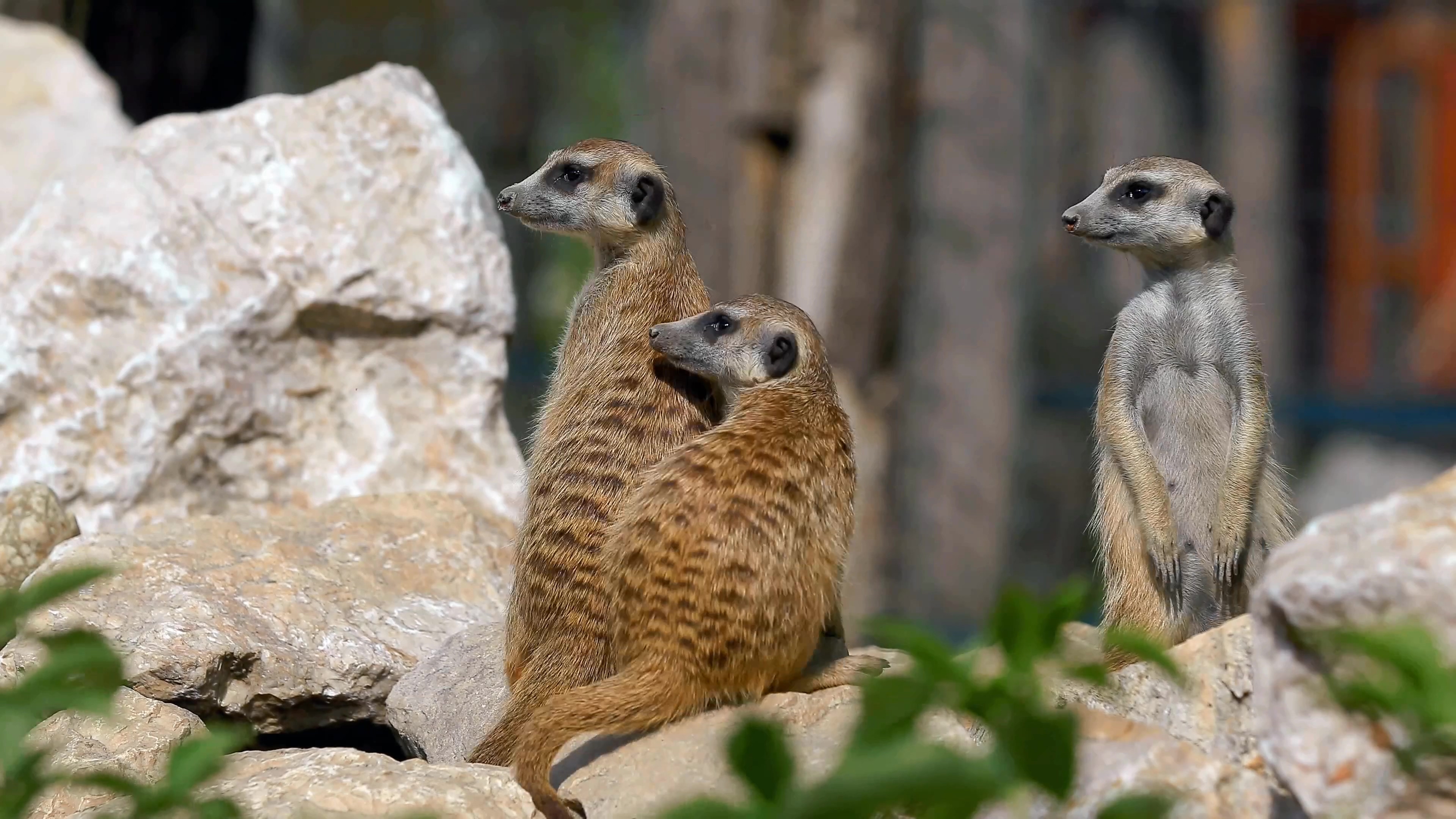 [4K超清演示片] 近拍各种动物CANON 1DC 4K Demo .mp4_000026.988.jpg