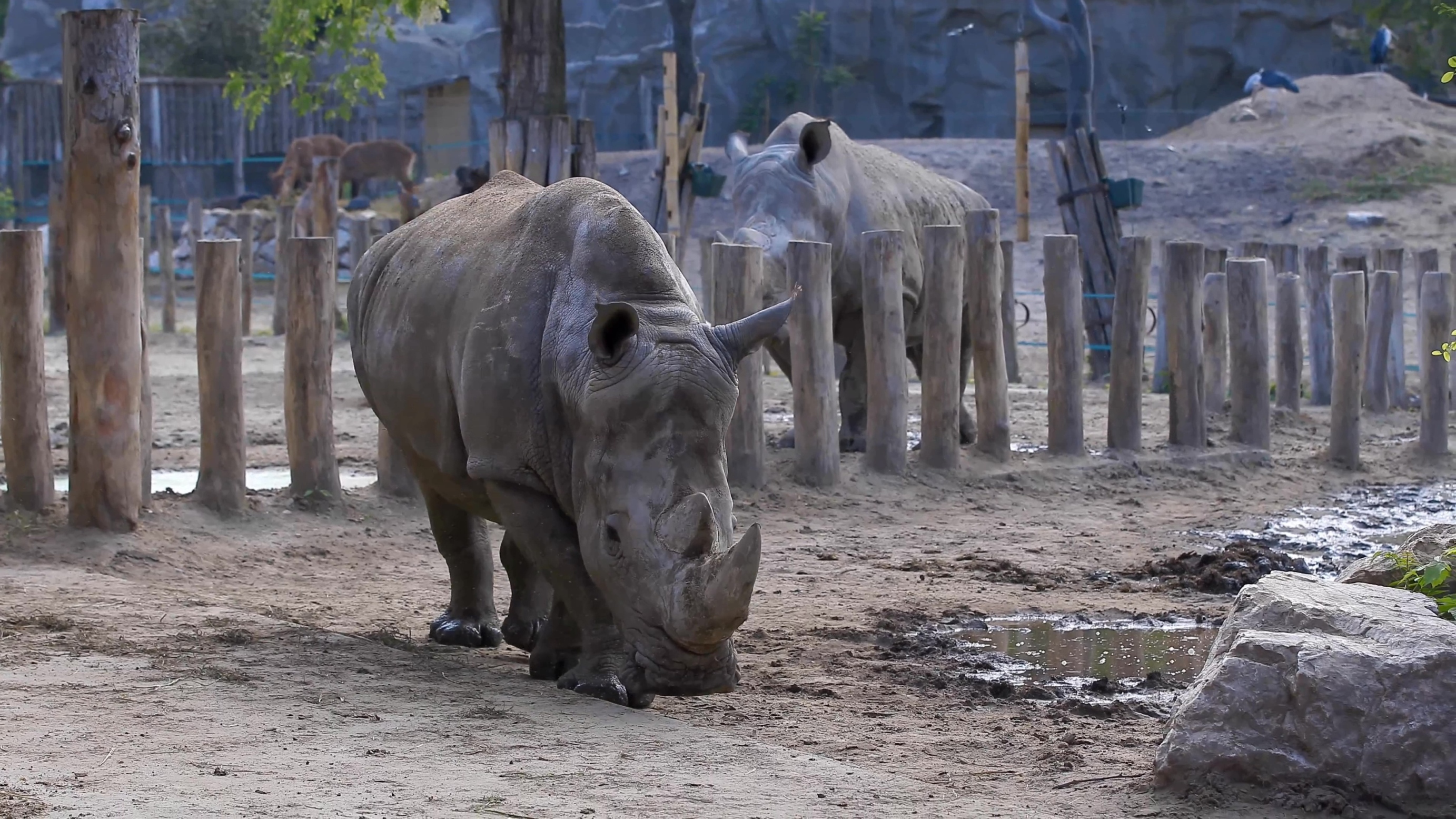 [4K超清演示片] 近拍各种动物CANON 1DC 4K Demo .mp4_000128.731.jpg