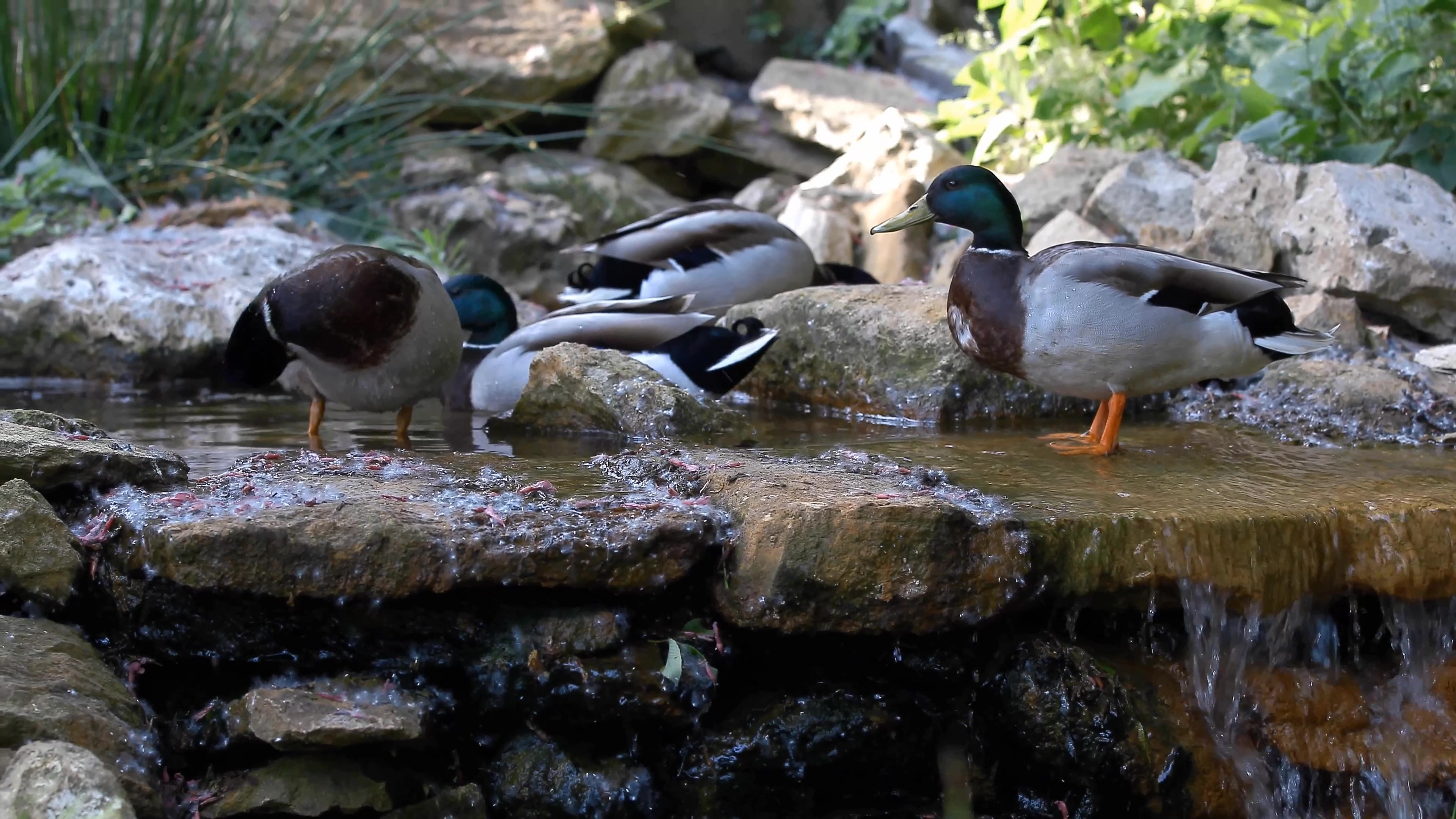 [4K超清演示片] 近拍各种动物CANON 1DC 4K Demo .mp4_000312.611.jpg