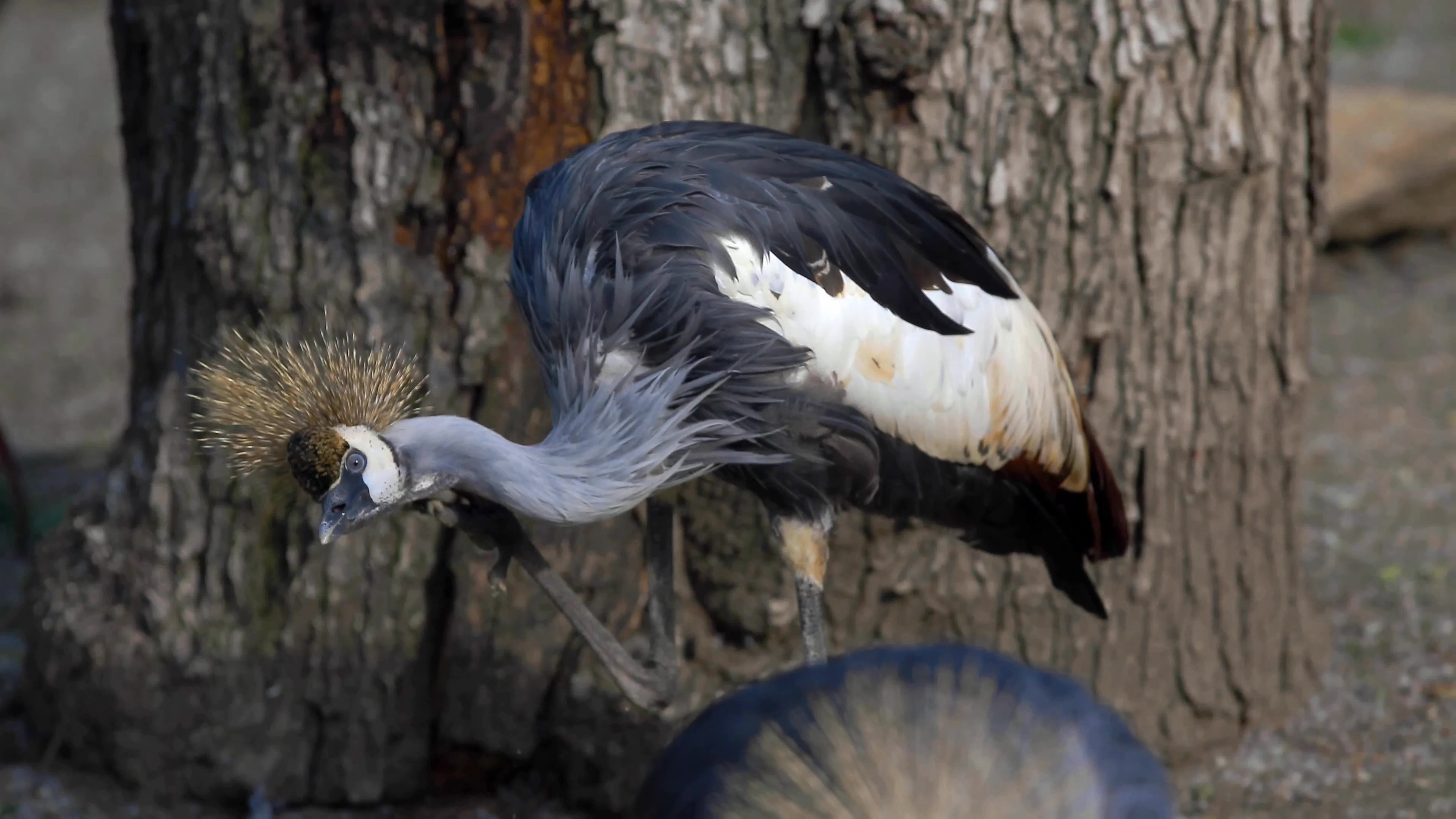 [4K超清演示片] 近拍各种动物CANON 1DC 4K Demo .mp4_000332.716.jpg