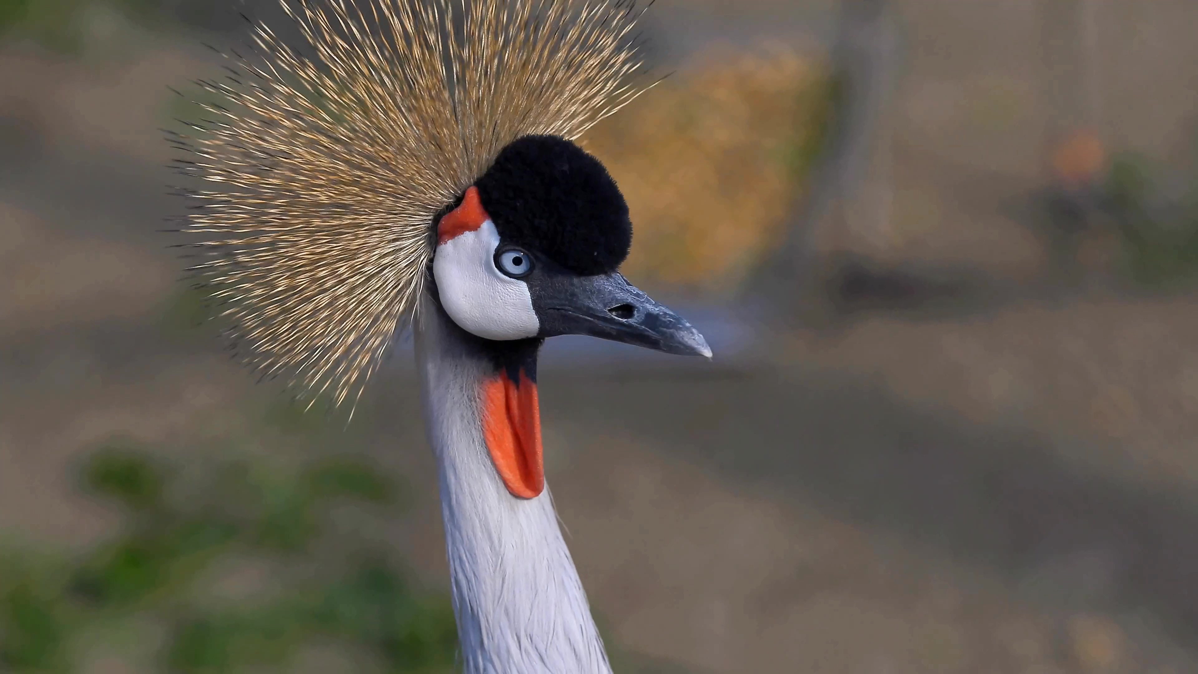 [4K超清演示片] 近拍各种动物CANON 1DC 4K Demo .mp4_000403.750.jpg