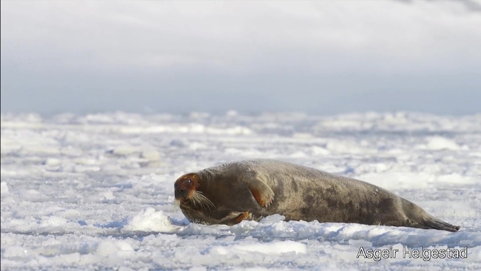 [高清演示片] 斯瓦尔巴特群岛Svalbard Christmas card NRK.mp4_000045.444.jpg