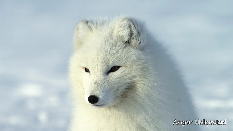 [高清演示片] 斯瓦尔巴特群岛Svalbard Christmas card NRK.mp4_000120.075.jpg