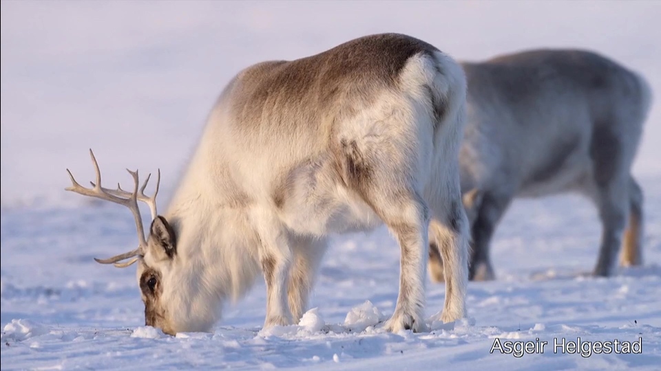 [高清演示片] 斯瓦尔巴特群岛Svalbard Christmas card NRK.mp4_000123.581.jpg