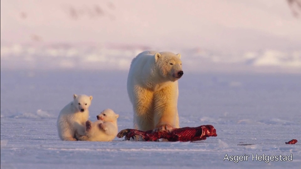 [高清演示片] 斯瓦尔巴特群岛Svalbard Christmas card NRK.mp4_000256.740.jpg