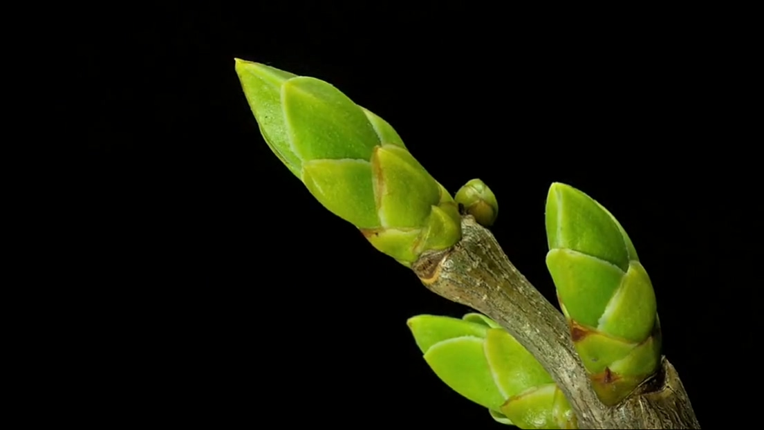 [4K高清演示片] 微观延时摄影.mp4_20140820_111947.265.jpg