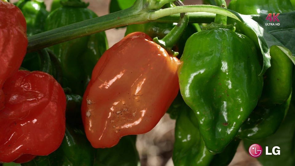 [LG.4K.演示片] 旅行美食.MP4_000018.111.jpg