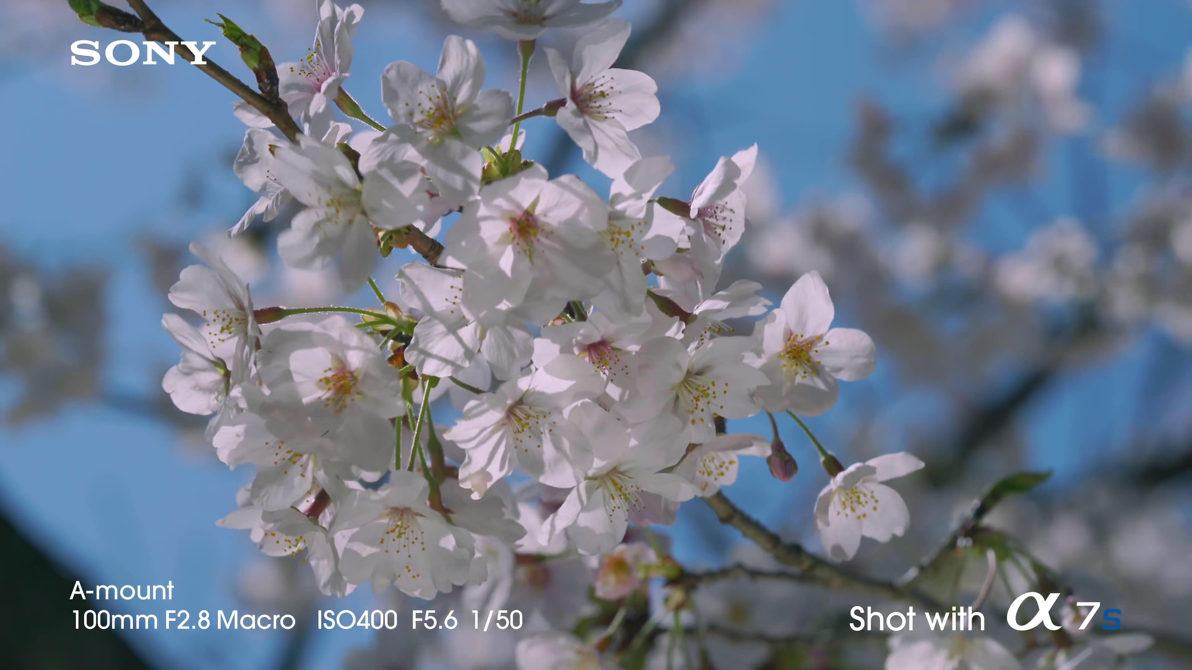 [索尼.4K.演示片] 全帧感光相机Sony A7s Full-Frame Sensor Camera- 4K Video Demo co.jpg