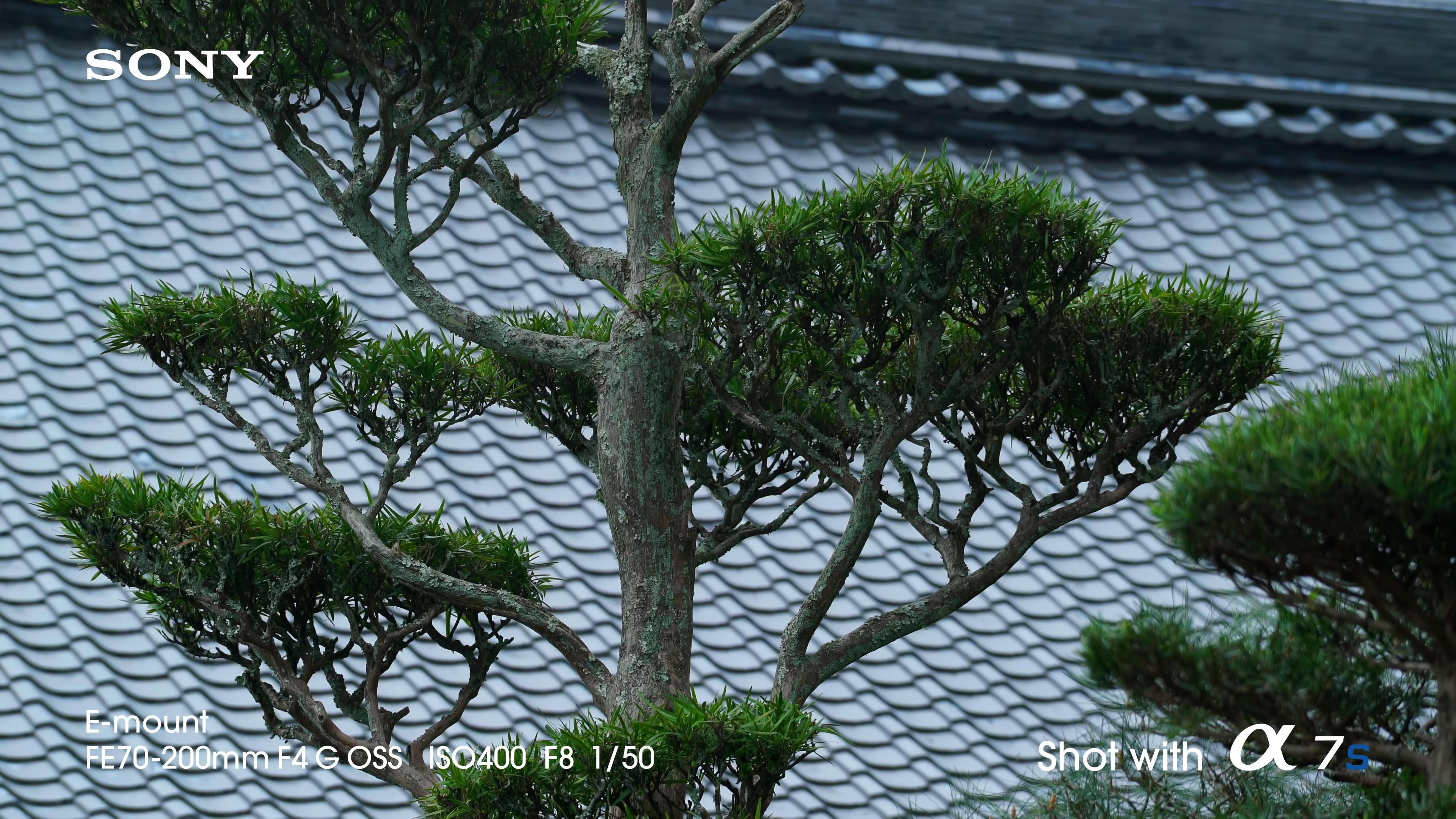 [索尼.4K.演示片] 全帧感光相机Sony A7s Full-Frame Sensor Camera- 4K Video Demo co.jpg