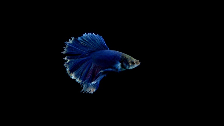 [先锋高清演示片] 前所未有的视听.m2ts_20150113_000547.015.jpg