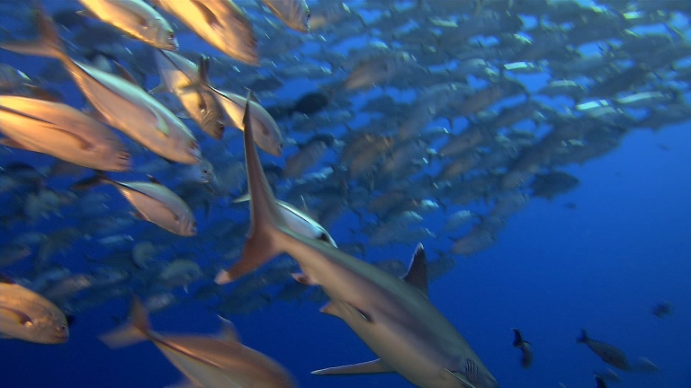 [LG.高清演示片] 鲨鱼Shark.m2ts_20150115_000201.109.jpg