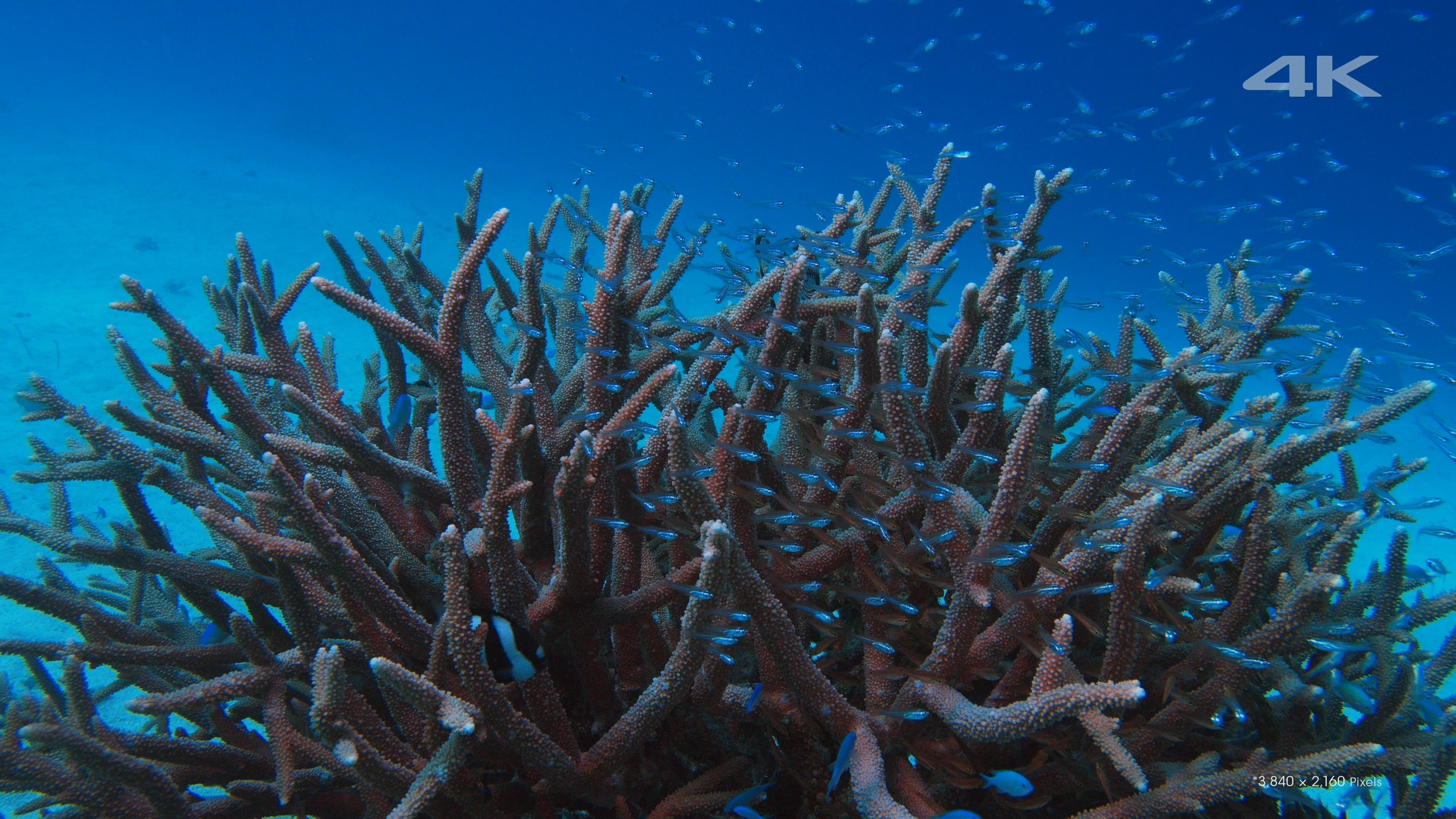 [4K高清演示片] 美丽的海洋Beautiful Sea.mkv_000109.819.jpg