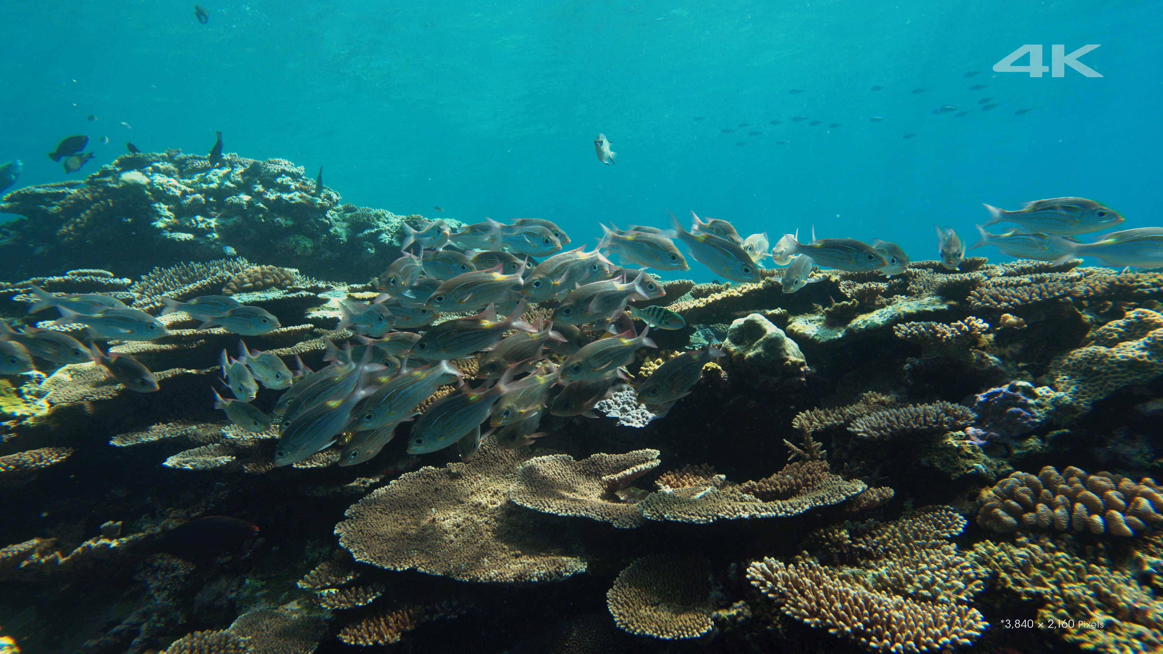 [4K高清演示片] 美丽的海洋Beautiful Sea.mkv_000134.173.jpg