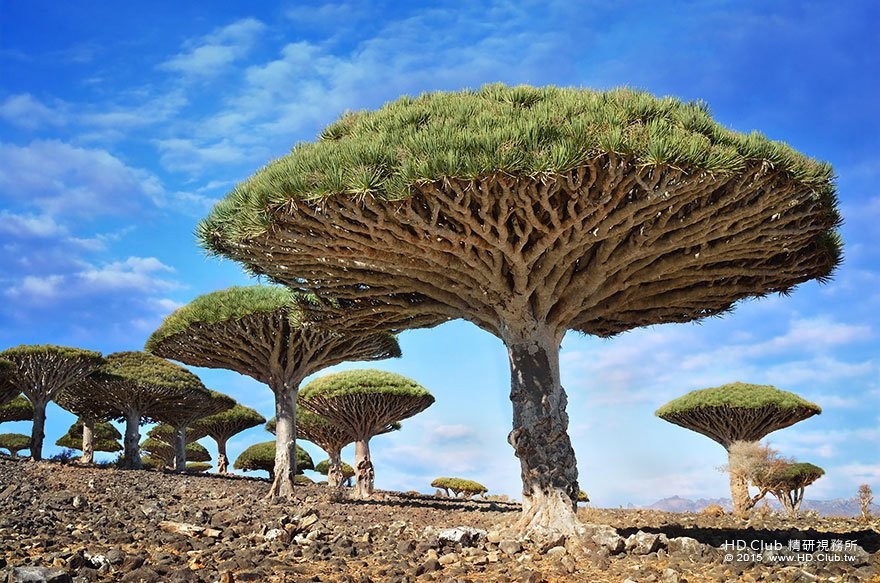 9. 葉門索科特拉島的龍血樹 (Dragonblood Trees).jpg