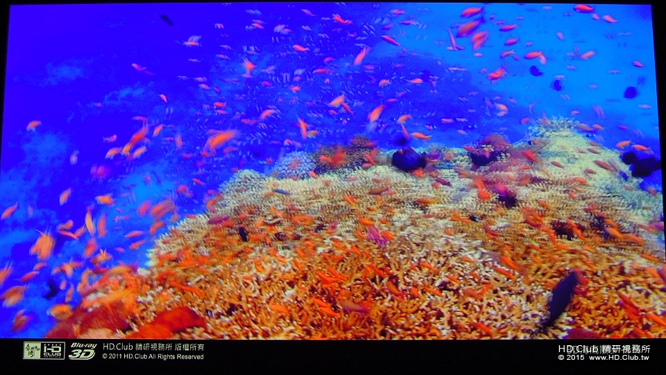綠島3D海底散步，被眾多的美麗海魚包圍，有人大喊 : 抓魚囉 !