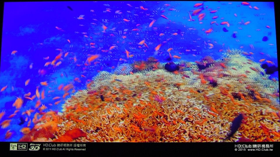 綠島3D海底散步，被眾多的美麗海魚包圍，有人大喊 : 抓魚囉 !