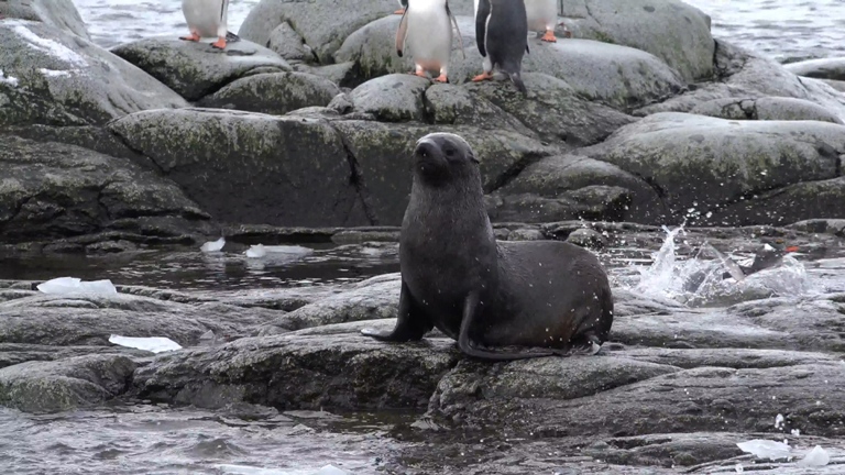 [索尼.4K.演示片] 北极动物.mp4_20150711_191759.734.jpg