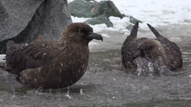 [索尼.4K.演示片] 北极动物.mp4_20150711_191848.828.jpg