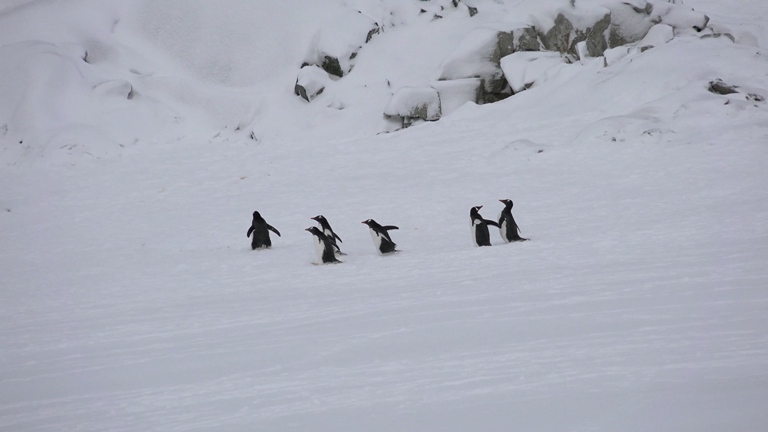 [索尼.4K.演示片] 北极动物.mp4_20150711_191914.375.jpg