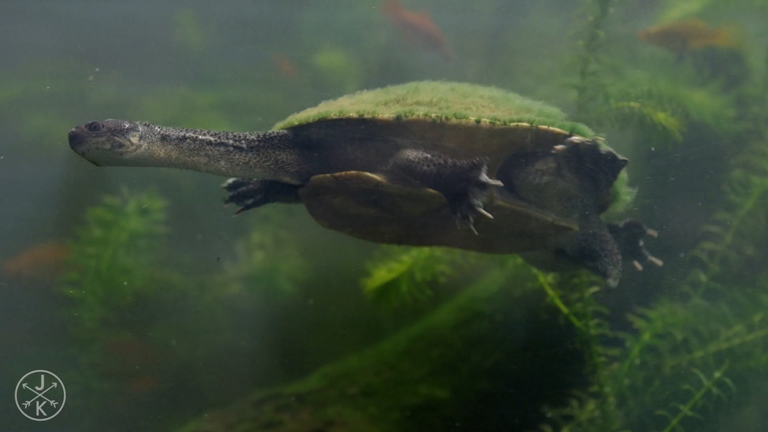 [J&K.4K.演示片] 哥斯达黎加.mp4_20150711_190945.281.jpg