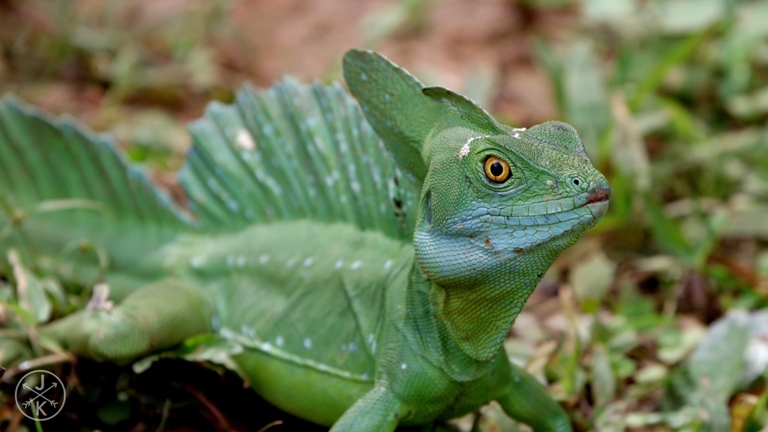 [J&K.4K.演示片] 哥斯达黎加.mp4_20150711_190954.359.jpg