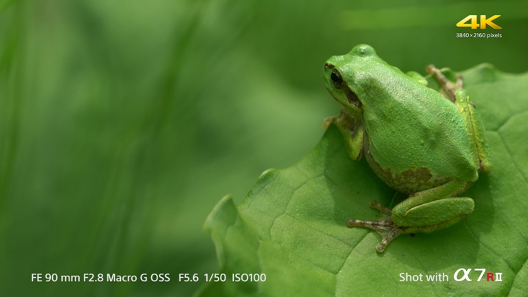 [索尼.4K.演示片] a7RII 4K相机a7RII_4Kmovie 100Mbps_XAVC相机源码.mp4_20150713_174.jpg