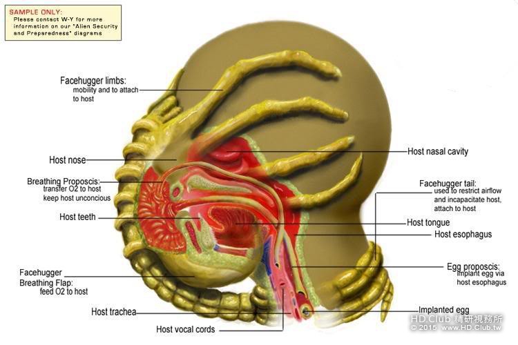 Facehugger_Diagram.jpg