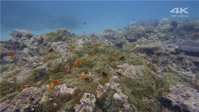 [索尼.4K.演示片] 水族馆Sony 4K Demo- Aquarium.mp4_20160110_165231.859.jpg